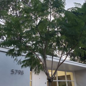 Miami photo 7