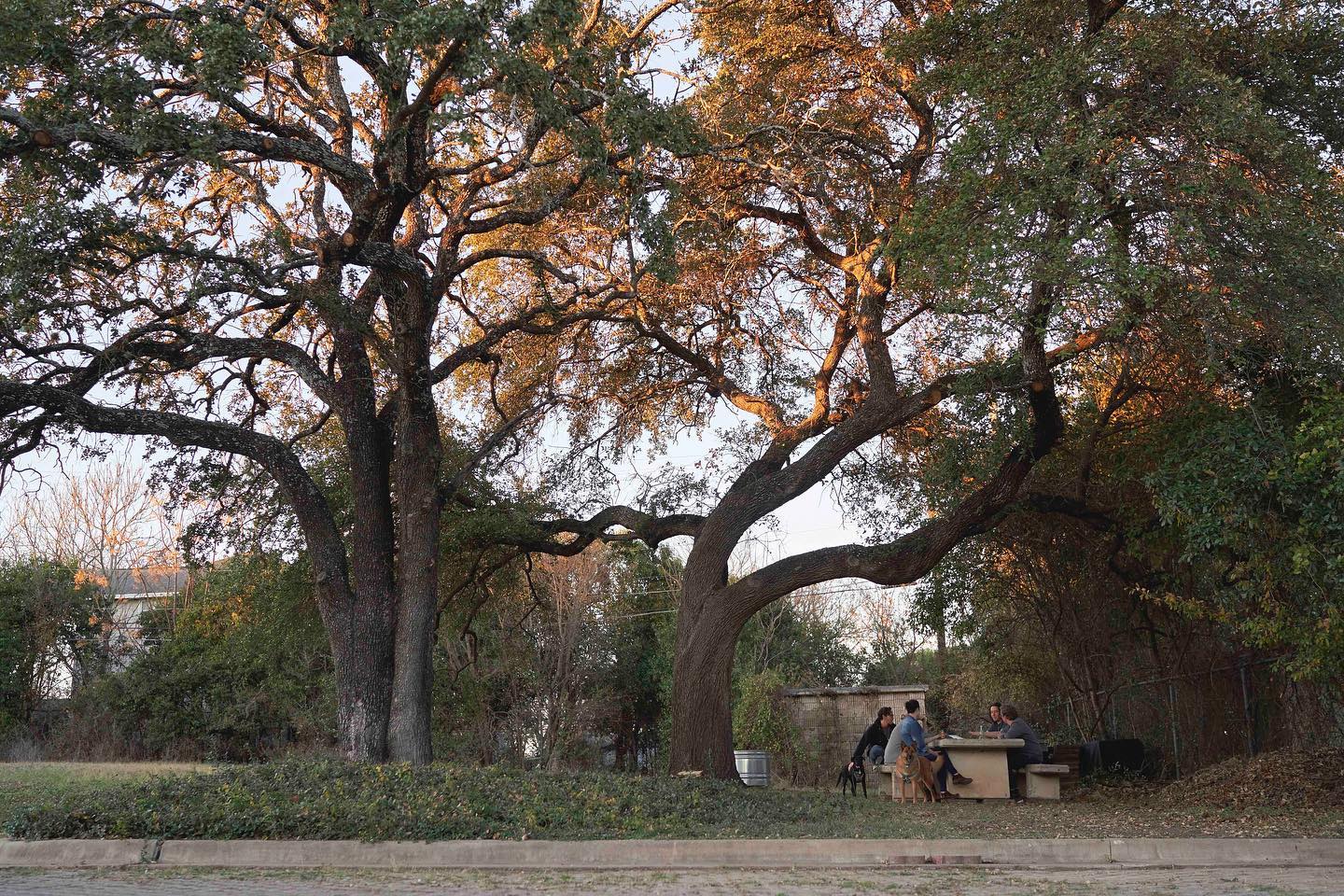 Austin photo 3
