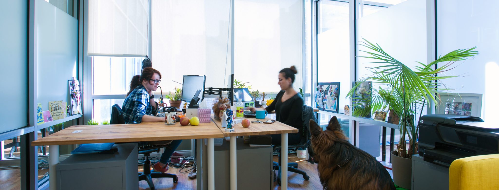 Greendesk - 147 Prince Street