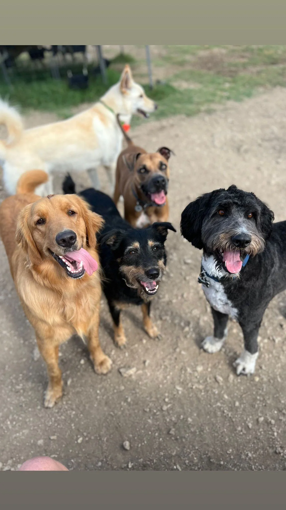 Work and Woof photo 3